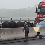 Crane called in after stray water buffalo cause massive autobahn logjam