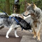 As wolf numbers rise, experts warn of danger of wolf-dog puppies