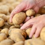 Drought causes potato prices to rise by more than half - and they have more flaws