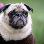 ‘Pug of war’ over dog seized by German city and put on eBay
