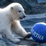 Berlin-born polar bear cub named after Hertha football club