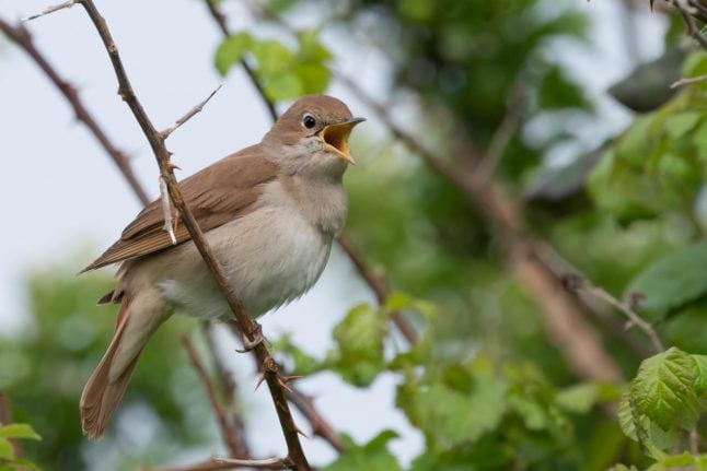 Sleepless in Berlin: Nightingales flock to scruffy city parks