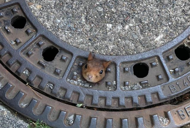 Photo of the Day: The squirrel who got stuck in a German manhole cover