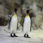Zoo showcases 'gay penguins' for Munich Pride
