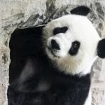 Berlin Zoo confirms panda Meng Meng is pregnant