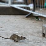 Hide and squeak: German scientists reveal the playful lives of rats