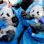 Boy oh boy! Two male pandas make public debut at Berlin Zoo