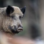 Germany on alert as swine fever nears border