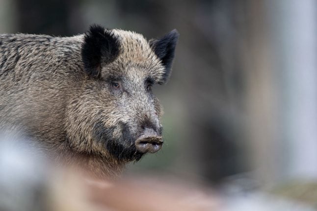 Germany on alert as swine fever nears border