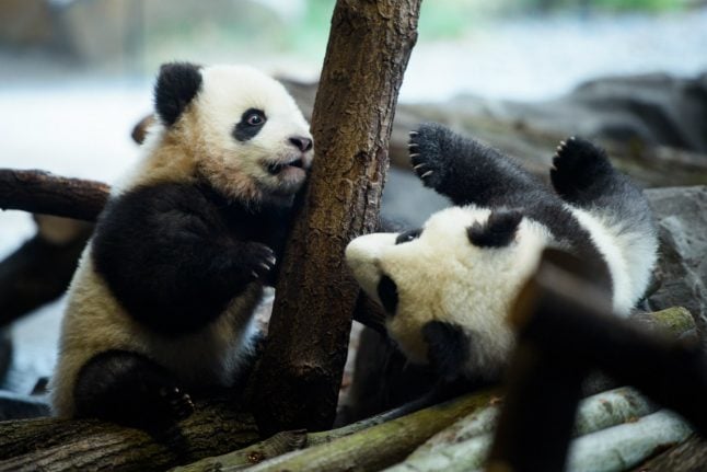 Double trouble: Berlin's panda twins get set for public debut