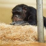 Two surviving monkeys from deadly German zoo fire 'doing well'