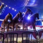 Stranded German circus faces uncertain future due to coronavirus restrictions