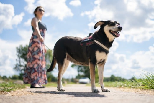 Explained: What’s really in Germany’s planned ‘dog walking law’?
