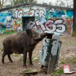 Only in Germany: Wild boar steals laptop from naked Berlin sunbather