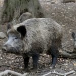 'Save the cheeky but peaceful sow': Berliners protest culling of wild boar