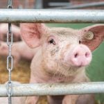 OPINION: Why the Chinese pork embargo could kill off the German family farm