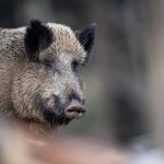 First case of African swine fever confirmed in Germany