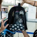 How to bring your cat or dog to Europe from the United States