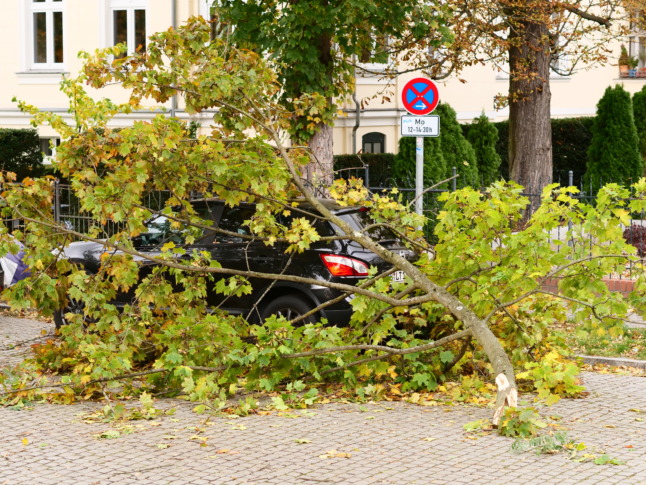 A fallen tree in Berlin. 
