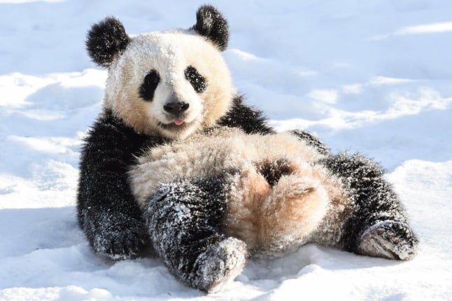 Pit the Panda enjoying the snow in the Berlin Zoo.