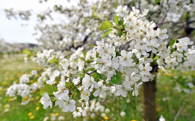 A cherry blossom tree blooming in Thuringia.